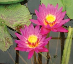 Tropical Day-Blooming Water Lily, Waterlily Patricia