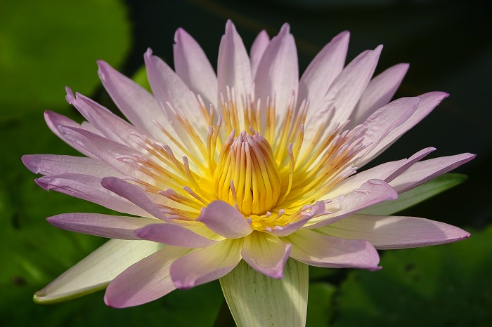 Tropical Day-Blooming Water Lily, Waterlily Peach Blow