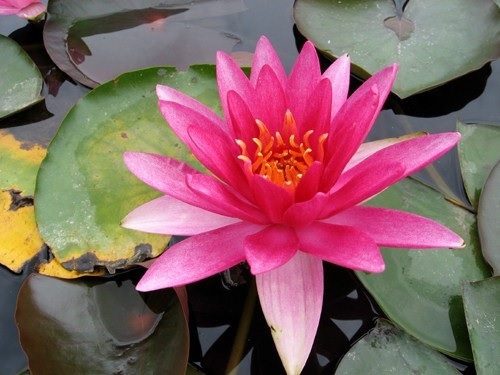 Tropical Day-Blooming Water Lily, Waterlily Perrys Red Volunteer