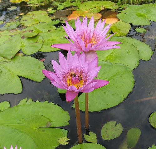 Tropical Day-Blooming Water Lily, Waterlily Pink Aster
