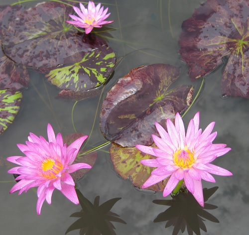 Tropical Day-Blooming Water Lily, Waterlily Pink Cactus