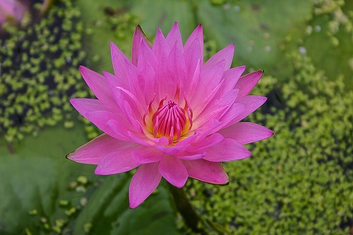Tropical Day-Blooming Water Lily, Waterlily Pink Passion