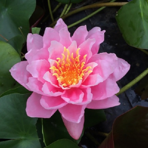 Tropical Day-Blooming Water Lily, Waterlily Pink Pumpkin