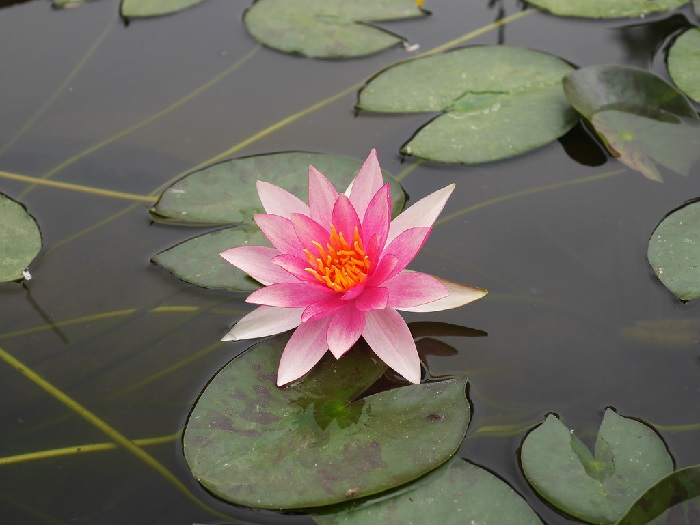 Tropical Day-Blooming Water Lily, Waterlily Pink Sparkle