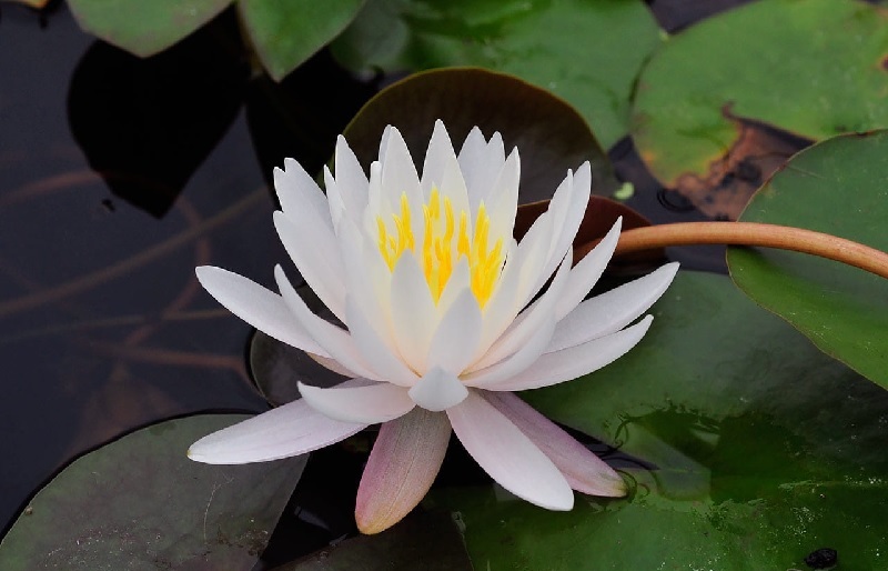Tropical Day-Blooming Water Lily, Waterlily Pink Starlet