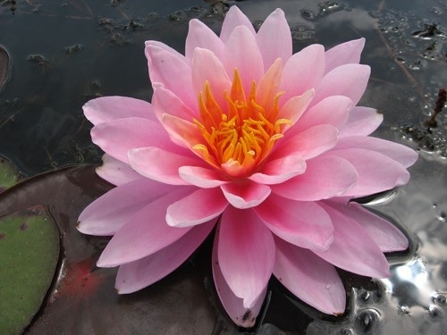 Tropical Day-Blooming Water Lily, Waterlily Pink Sunrise