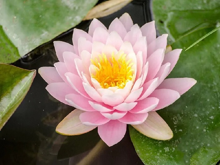 Hardy Water Lily, Waterlily Ray Davies