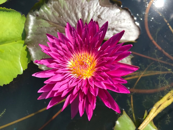 Tropical Day-Blooming Water Lily, Waterlily Renegade
