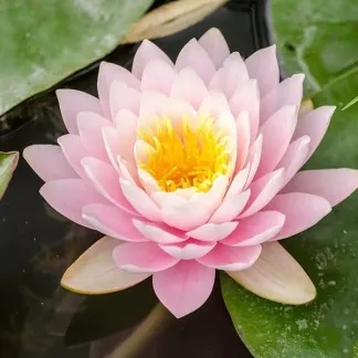 Tropical Day-Blooming Water Lily, Waterlily Rosy Morn