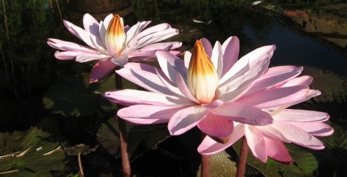 Tropical Day-Blooming Water Lily, Waterlily Shell Pink