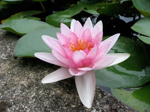 Tropical Day-Blooming Water Lily, Waterlily Somptuosa