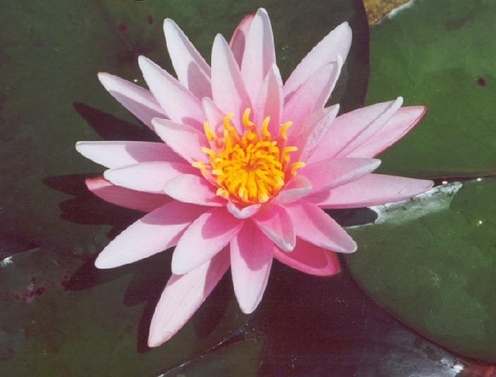 Tropical Day-Blooming Water Lily, Waterlily Starburst