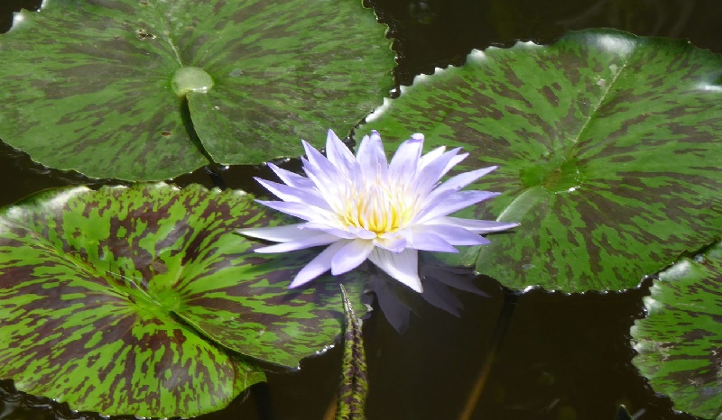 Tropical Day-Blooming Water Lily, Waterlily Starlight
