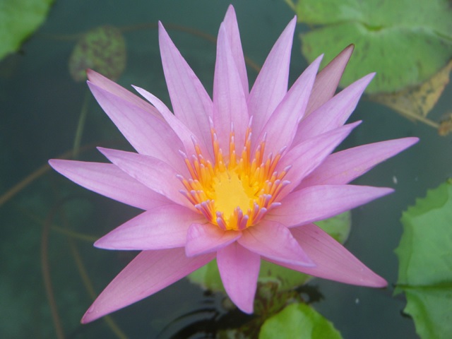 Tropical Day-Blooming Water Lily, Waterlily Stella Gurney