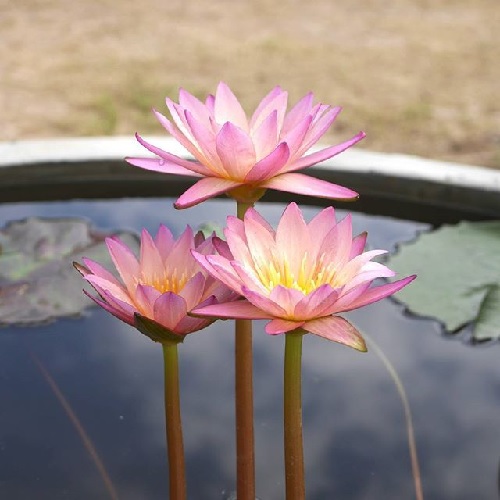 Tropical Day-Blooming Water Lily, Waterlily Sunset