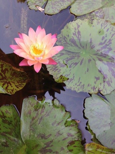 Tropical Day-Blooming Water Lily, Waterlily Talisman