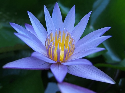 Tropical Day-Blooming Water Lily, Waterlily Terri Dunn