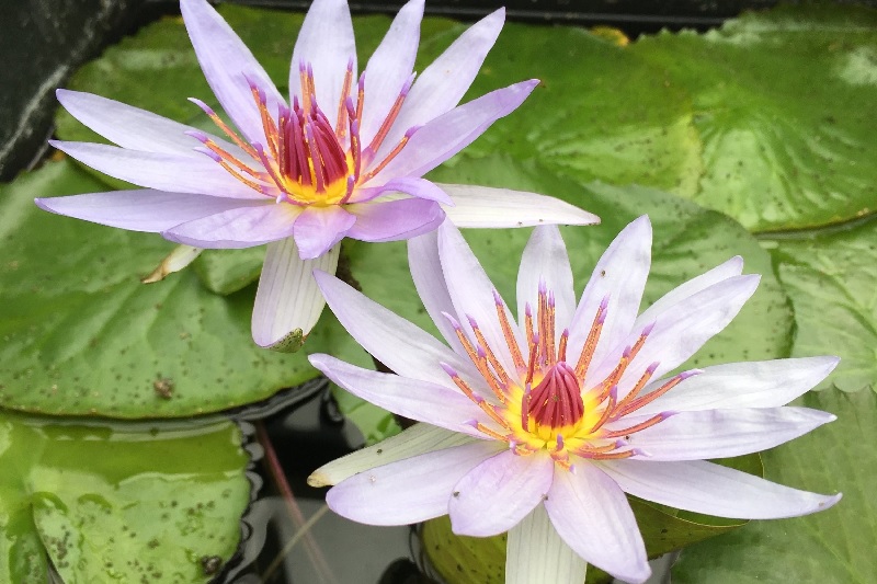Tropical Day-Blooming Water Lily, Waterlily Tower Grove Park