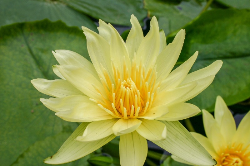 Tropical Day-Blooming Water Lily, Waterlily Trail Blazer