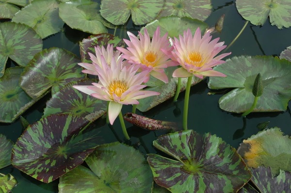 Tropical Day-Blooming Water Lily, Waterlily Verena