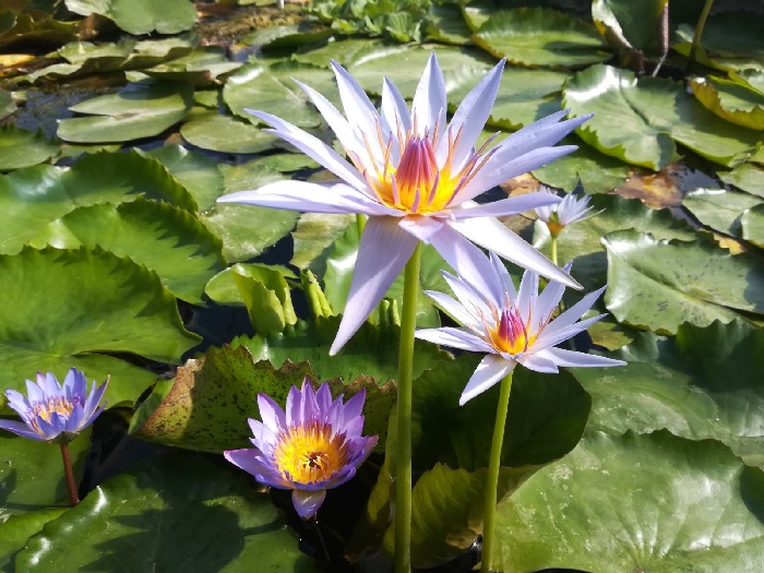 Tropical Day-Blooming Water Lily, Waterlily William Stone