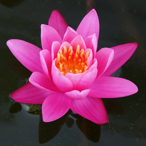 Tropical Day-Blooming Water Lily, Waterlily Yuh Ling