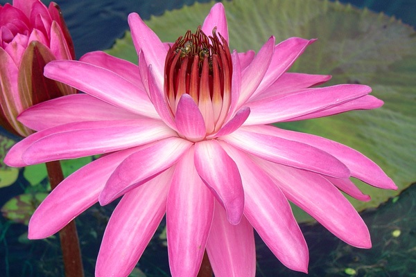 Tropical Night-Blooming Water Lily, Waterlily Catherine Marie
