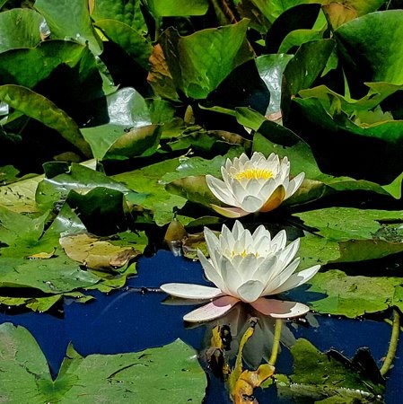 Tropical Night-Blooming Water Lily, Waterlily Jubilee