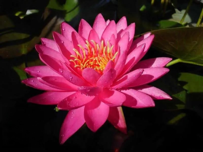 Tropical Night-Blooming Water Lily, Waterlily Maeploi