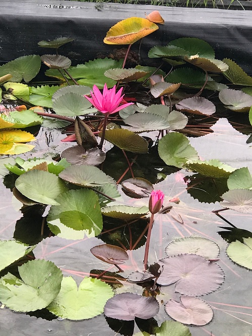 Tropical Night-Blooming Water Lily, Waterlily Mary Francis