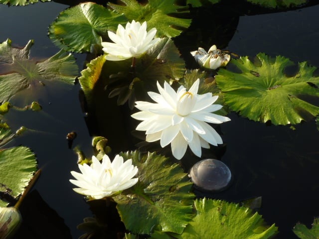 Tropical Night-Blooming Water Lily, Waterlily Missouri
