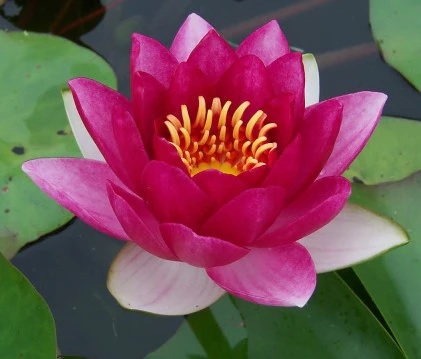 Tropical Night-Blooming Water Lily, Waterlily Mystery