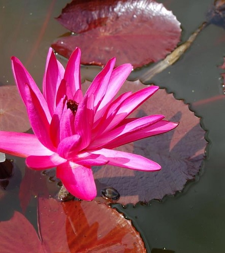 Tropical Night-Blooming Water Lily, Waterlily Ortgiesiano-rubra