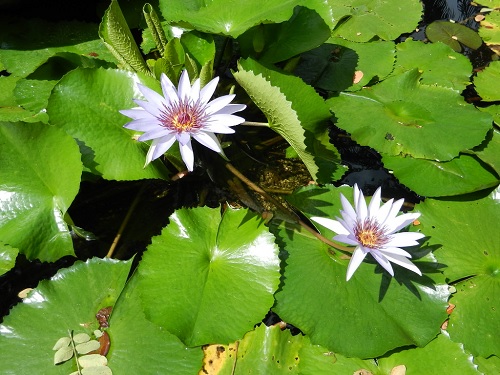 Tropical Night-Blooming Water Lily, Waterlily Queen Elizabeth