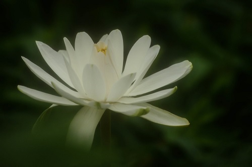 Tropical Night-Blooming Water Lily, Waterlily Sir Galahad