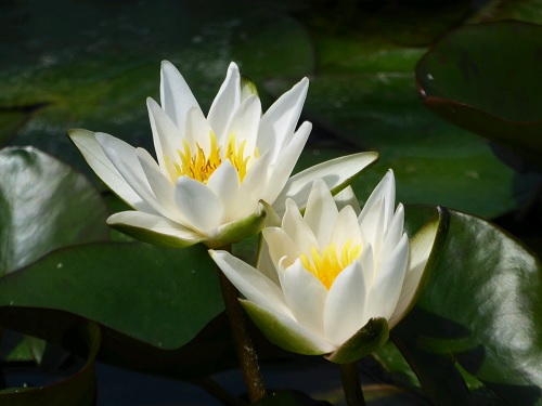 Tropical Night-Blooming Water Lily, Waterlily Snow White
