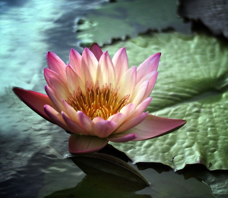 Tropical Night-Blooming Water Lily, Waterlily Twilight