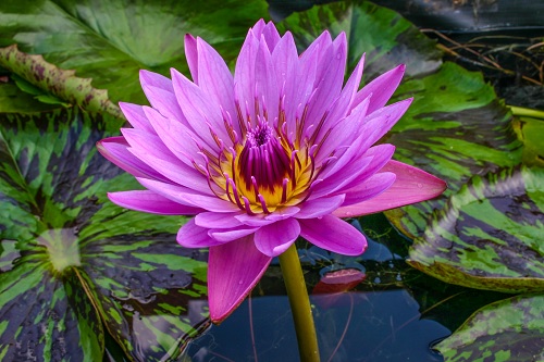 Tropical Water Lily, Waterlily Kathy McLane