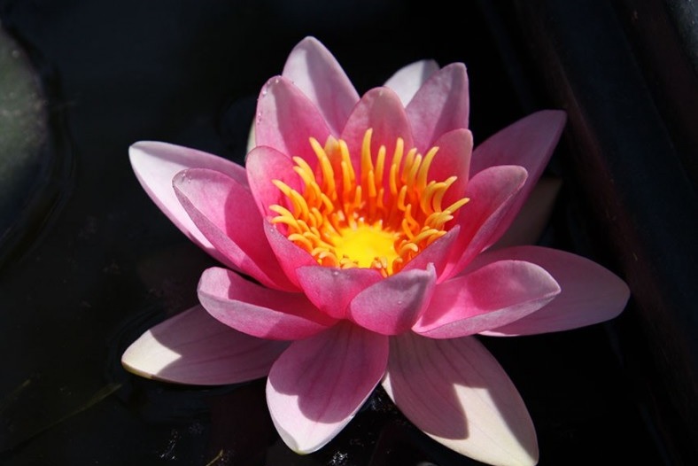 Tropical Water Lily, Waterlily Kiss of Fire