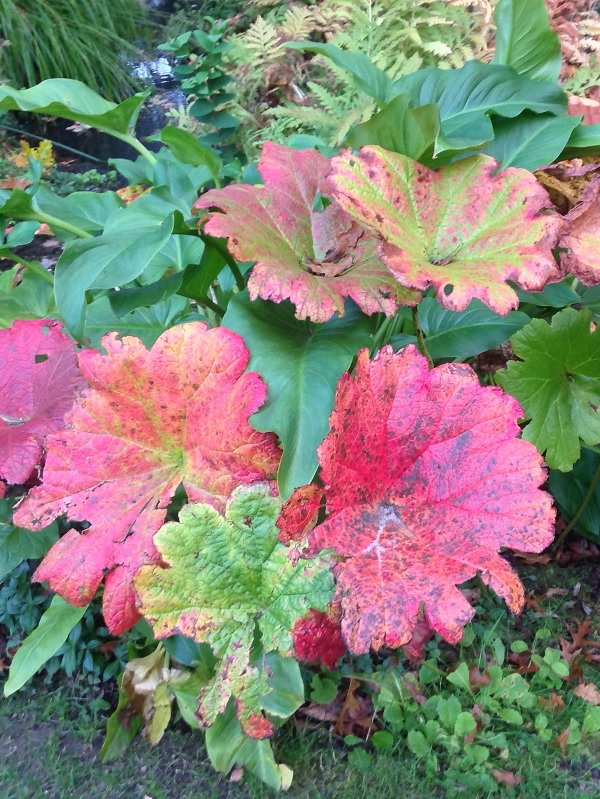 Umbrella Plant, Indian Rhubarb Nana