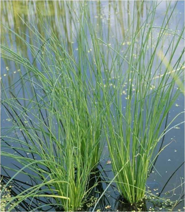 Juncus, Blue Rush Glaucus