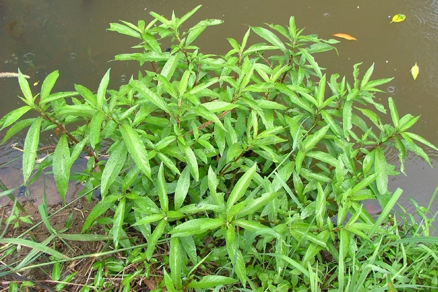 Hygrophila Species, Glush Weed, Gulf Swampweed