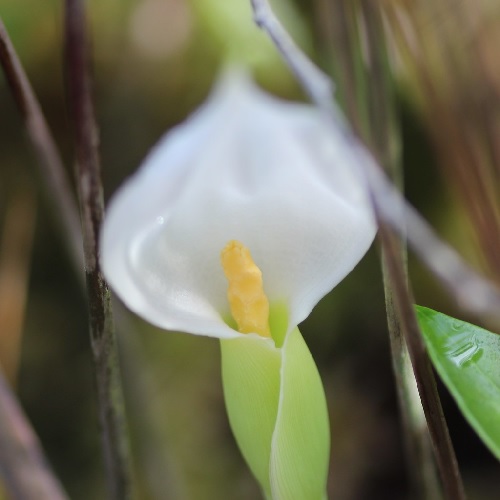 White Arrow Arum