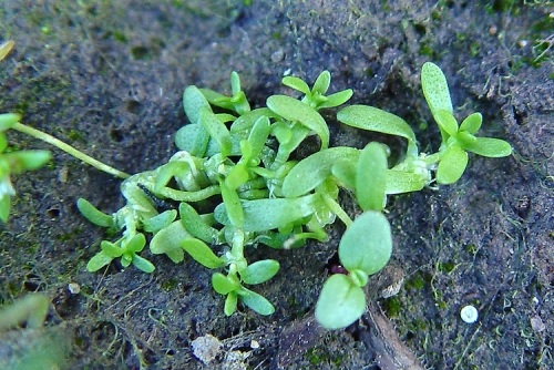 Winged Water Starwort
