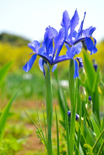 Species Iris, Rabbit-Ear Iris, Japanese Water Iris