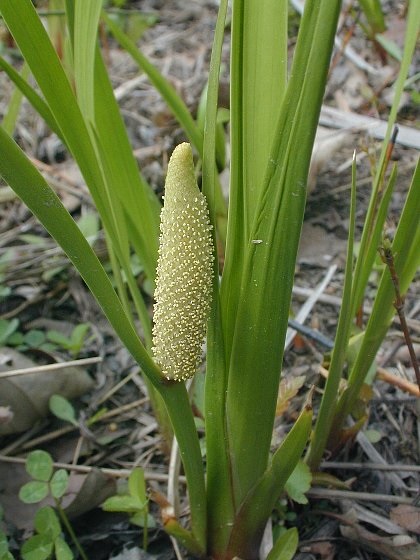 Acorus Species, Sweet Flag