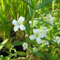 Gratiola Species, Hedge Hyssop