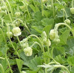 Geum, Water Avens, Bog Avens, Cure All, Indian Chocolate 'Album'