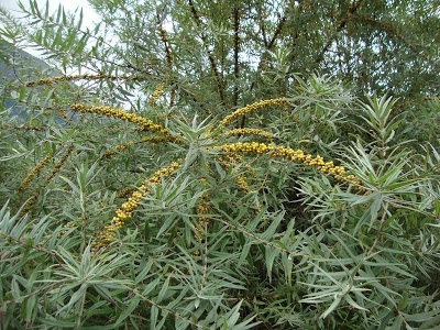 Willow-leaved Sea Buckthorn