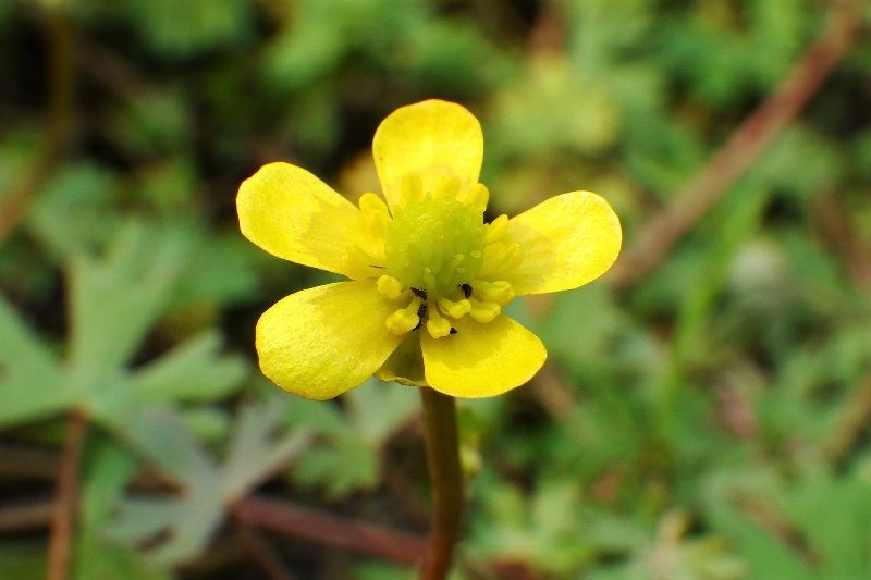 Ranunculus Species, Gmelins Buttercup, Small Yellow Water-Crowfoot